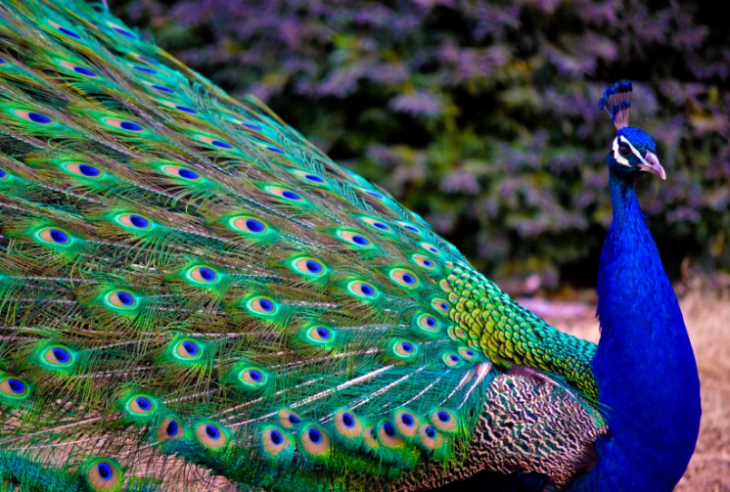 peacock